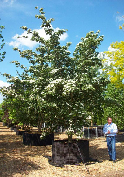 Cornus kousa - Japanese Flowering Dogwood