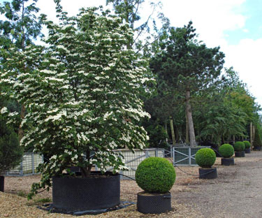Cornus kousa Chinensis
