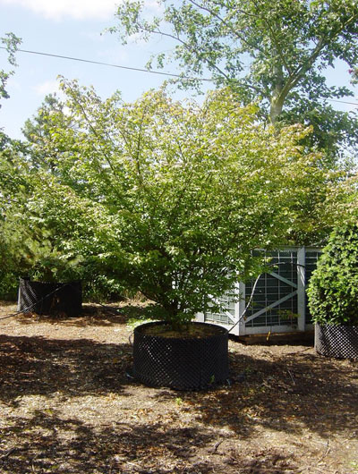 Euonymus alatus