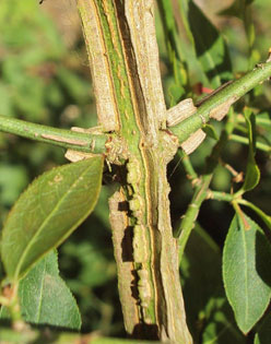 Euonymus alatus winged stems