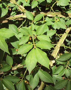 Euonymus alatus - burning bush