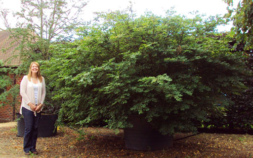 Burning Bush