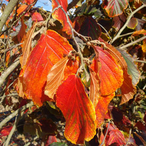 Autumn colour