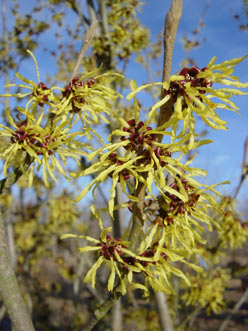 Witch Hazel