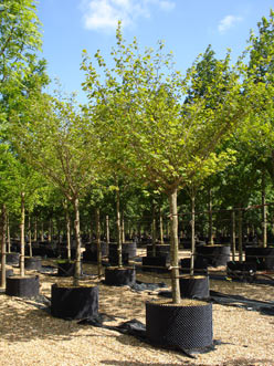 Hamamelis 'Diane'