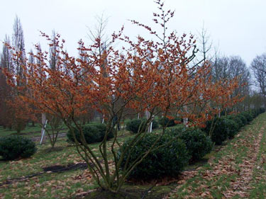 'Feuerzauber'