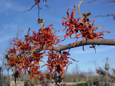 Flower of Hamamelis Diane