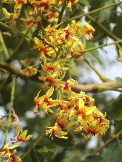 Koelreuteria paniculata summer flowers