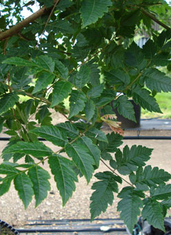 Koelreuteria paniculata pinate leaves