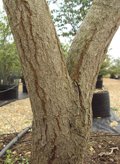 Pride of India - textured bark