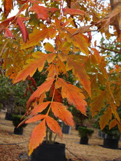 Koelreuteria paniculata in Autumn colours