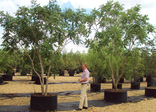 multi stem Koelreuteria paniculata