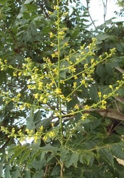 Pride of India - flower panicle
