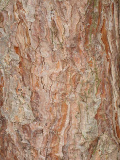 Scots Pine Bark