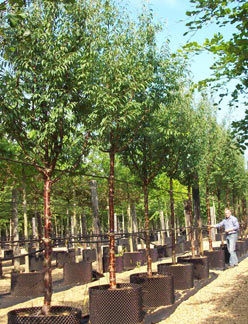Prunus serrula standard trees