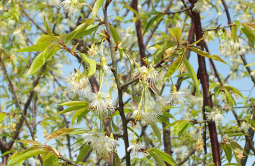Prunus serrula Spring foliage