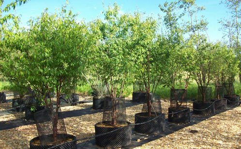 Prunus serrula Tibetan Cherry - multi-stem