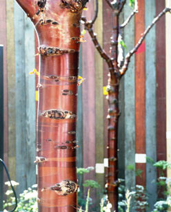 Prunus serrula Winter bark
