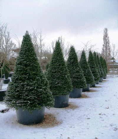 Taxus baccata - English Yew