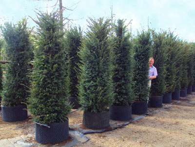 Taxus baccata, common yew