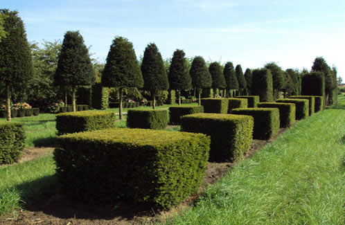 Taxus in various forms