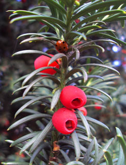 common yew, berry like aril