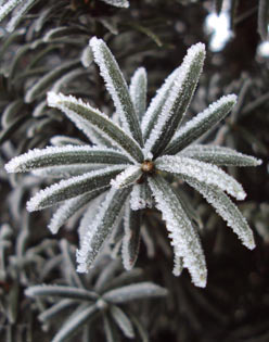 Taxus baccata winter frost