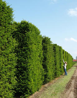 Yew hedging 3m