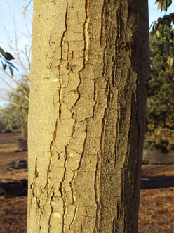 Quercus ilex