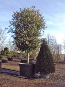 Quercus ilex (Holly Oak / Holm Oak)