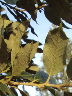 Quercus ilex leaves