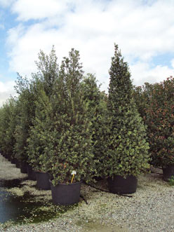 Cone shaped Holly Oak