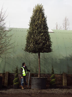 Quercus ilex (Holly Oak / Holm Oak)