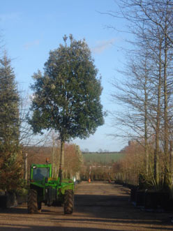 Quercus ilex on the move