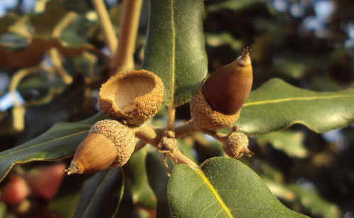 Quercus ilex acorns