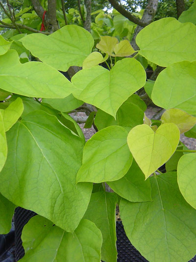 Catalpa bignonioides - Indian Bean Tree