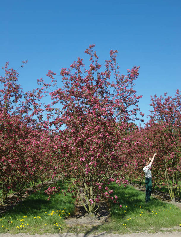 Malus 'Rudolph' Crab apple 'Rudolph'