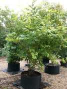 Hamamelis intermedia