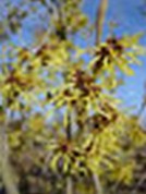 Hamamelis intermedia