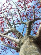 Hamamelis intermedia