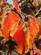 Hamamelis intermedia