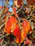 Hamamelis intermedia