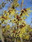 Hamamelis intermedia
