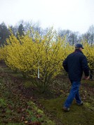 Hamamelis intermedia