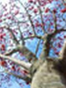 Hamamelis intermedia
