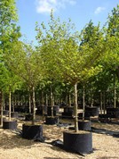 Hamamelis intermedia