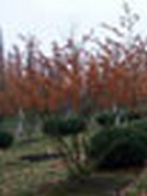 Hamamelis intermedia
