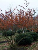 Hamamelis intermedia