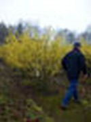 Hamamelis intermedia