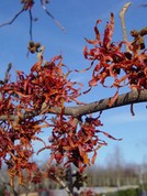 Hamamelis intermedia